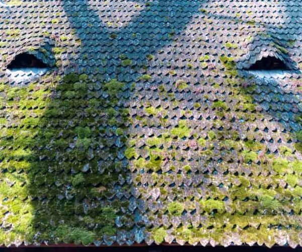 Roof moss removal service